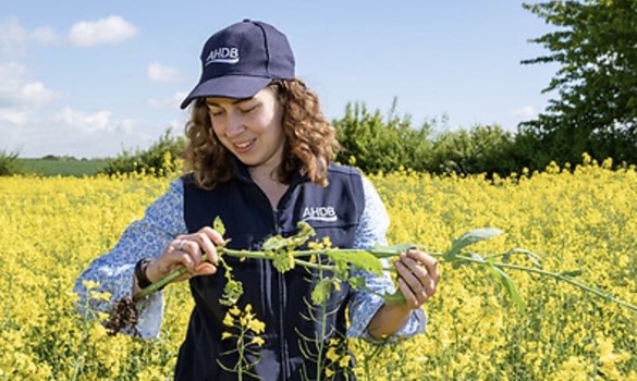 Oilseeds conference 2026